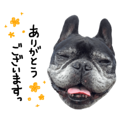 [LINEスタンプ] クロスケのふがふがスタンプ 3(敬語ver.)