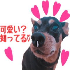 [LINEスタンプ] ミニピンの日常