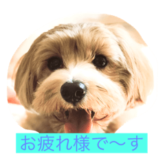 [LINEスタンプ] DIO  GO  GO