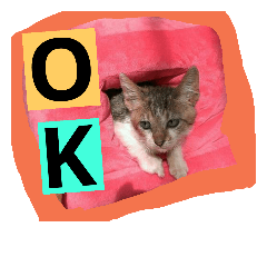 [LINEスタンプ] 日常猫ちゃん