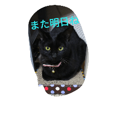 [LINEスタンプ] three  cats of my family