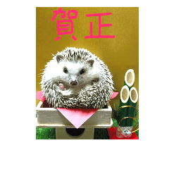 [LINEスタンプ] ハリネズミはびたん