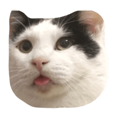 [LINEスタンプ] ゴマフくん
