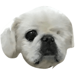 [LINEスタンプ] ゴマフくんのなかま