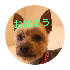 [LINEスタンプ] しんこたゆず