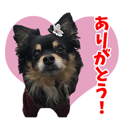 [LINEスタンプ] Fさんちのかわいいチワワ