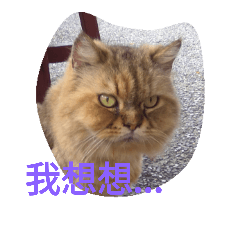 [LINEスタンプ] funny pics