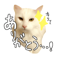 [LINEスタンプ] ねこねこ3きょうだい