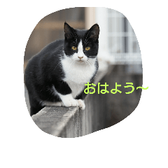 [LINEスタンプ] ねこ-1