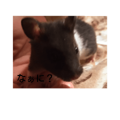 [LINEスタンプ] cutehamster STAMP