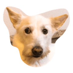 [LINEスタンプ] お気楽な犬はな