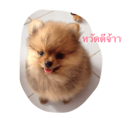 [LINEスタンプ] love pom pom