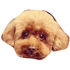 [LINEスタンプ] モモちん