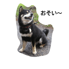 [LINEスタンプ] Shiba kenn