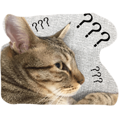 [LINEスタンプ] dudumimi