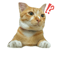 [LINEスタンプ] orenji neko baka