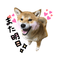 [LINEスタンプ] 柴犬  らっく