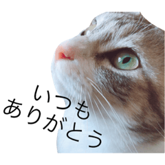 [LINEスタンプ] 朱楽〜しゅら〜の画像（メイン）