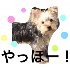 [LINEスタンプ] ヨークシャテリアさんのほのぼの日常会話の画像（メイン）