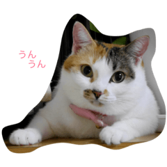 [LINEスタンプ] だてねこ