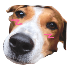 [LINEスタンプ] Red bean dog