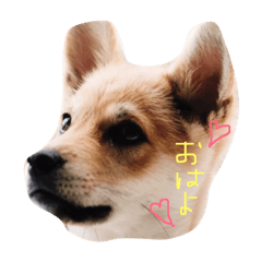 [LINEスタンプ] Kitty the Shiba