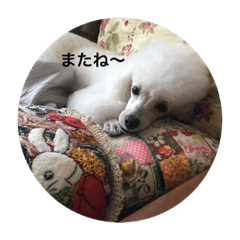 [LINEスタンプ] 白ぷーのリボンちゃん