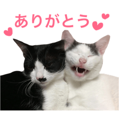 [LINEスタンプ] ちょうニャンズ