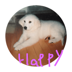 [LINEスタンプ] purewhitemaria