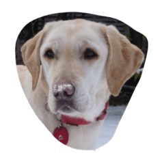 [LINEスタンプ] sweet Labrador