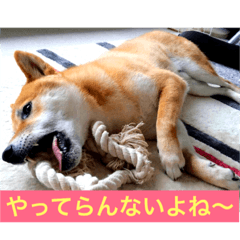 [LINEスタンプ] むさしです。柴犬です。