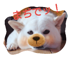 [LINEスタンプ] popopon