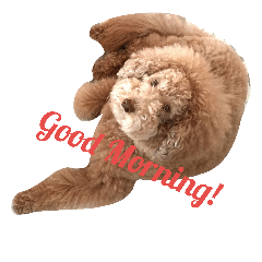 [LINEスタンプ] AustralianLabradoodle