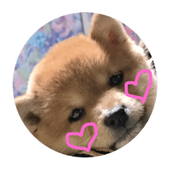[LINEスタンプ] こてつっ