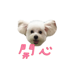 [LINEスタンプ] Q ni puppy life