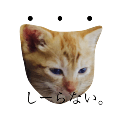 [LINEスタンプ] 猫スタンプ(にこ ちゃと)