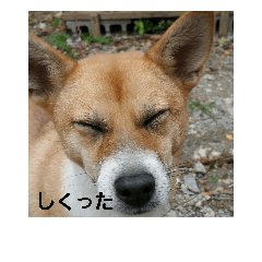 [LINEスタンプ] yanbaruFamily