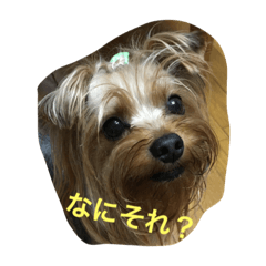 [LINEスタンプ] ジョイくんだよ〜