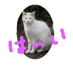 [LINEスタンプ] のらねこのねこ