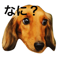 [LINEスタンプ] わんにゃん 1