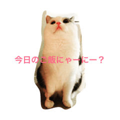 [LINEスタンプ] 猫のマックス。