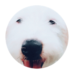[LINEスタンプ] 癒しの犬。