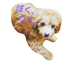[LINEスタンプ] ぼく、うに。