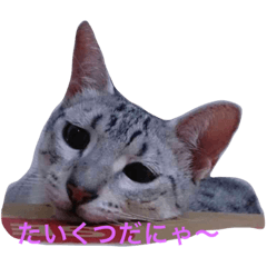 [LINEスタンプ] ラグドールとエジプシャンマウのスタンプ2