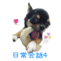 [LINEスタンプ] チワワのココ(日常会話4)