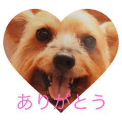 [LINEスタンプ] ヨークシャテリアノディのスタンプ