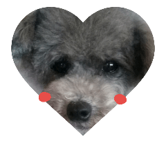 [LINEスタンプ] toypoodlesSilver,coco！