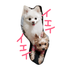 [LINEスタンプ] よーきーすたんぷ2-1の画像（メイン）