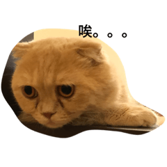 [LINEスタンプ] Cut Catcat