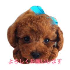 [LINEスタンプ] アイドル犬・エソラくん Ver.1